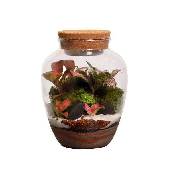 Planta Mini Mundo un